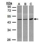 PGD antibody from Signalway Antibody (22221) - Antibodies.com