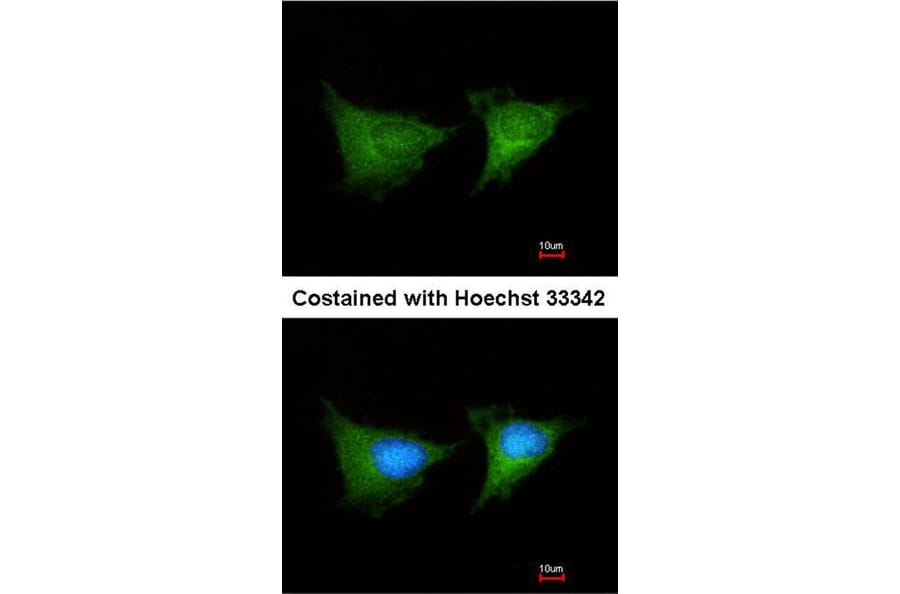 Immunofluorescence - PGD antibody from Signalway Antibody (22221) - Antibodies.com
