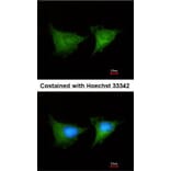 Immunofluorescence - PGD antibody from Signalway Antibody (22221) - Antibodies.com