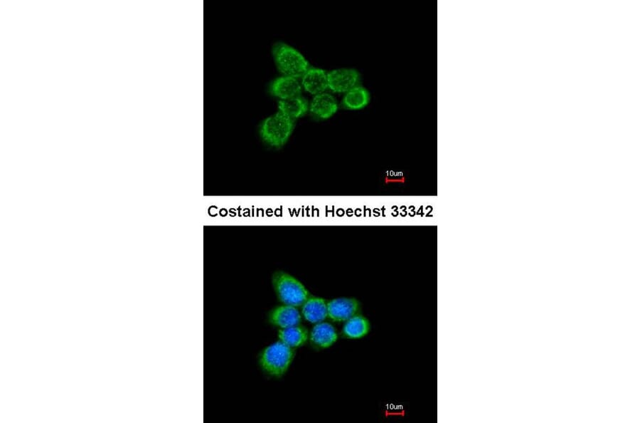 Immunofluorescence - ACP antibody from Signalway Antibody (22344) - Antibodies.com