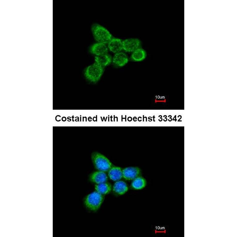 Immunofluorescence - ACP antibody from Signalway Antibody (22344) - Antibodies.com