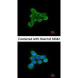 Immunofluorescence - ACP antibody from Signalway Antibody (22344) - Antibodies.com