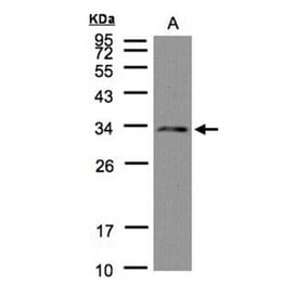 DC8 antibody from Signalway Antibody (22507) - Antibodies.com