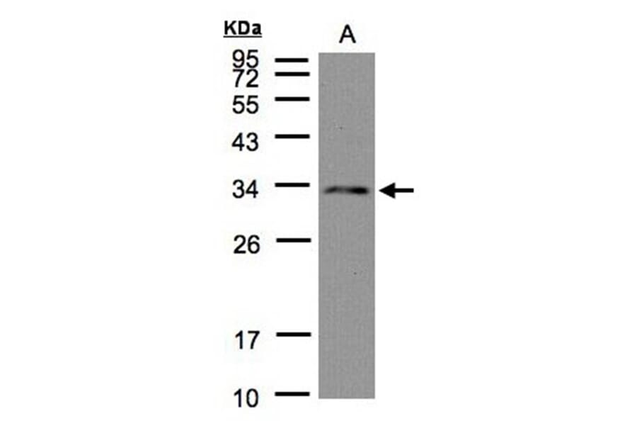 DC8 antibody from Signalway Antibody (22507) - Antibodies.com