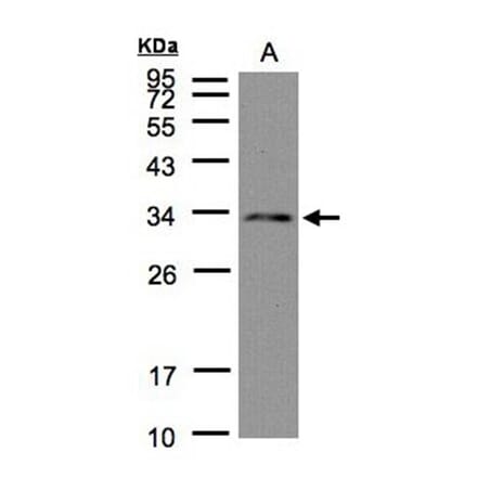 DC8 antibody from Signalway Antibody (22507) - Antibodies.com