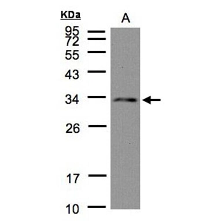 DC8 antibody from Signalway Antibody (22507) - Antibodies.com