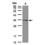 DC8 antibody from Signalway Antibody (22507) - Antibodies.com