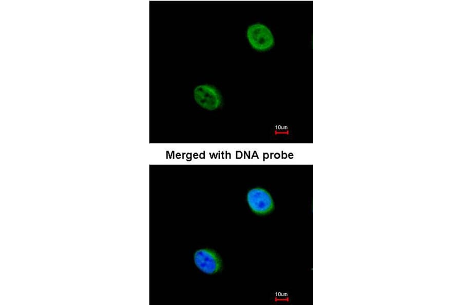 Immunofluorescence - DC8 antibody from Signalway Antibody (22507) - Antibodies.com