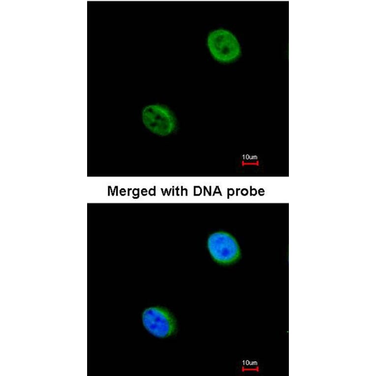 Immunofluorescence - DC8 antibody from Signalway Antibody (22507) - Antibodies.com