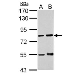 RED antibody from Signalway Antibody (22518) - Antibodies.com