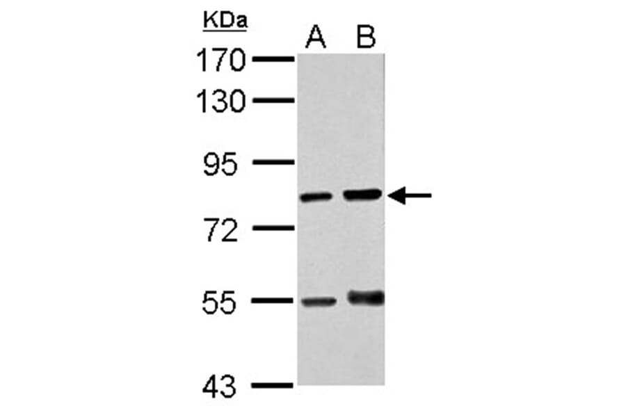 RED antibody from Signalway Antibody (22518) - Antibodies.com