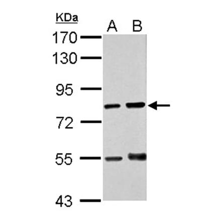 RED antibody from Signalway Antibody (22518) - Antibodies.com