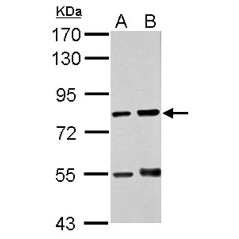 RED antibody from Signalway Antibody (22518) - Antibodies.com