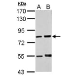 RED antibody from Signalway Antibody (22518) - Antibodies.com