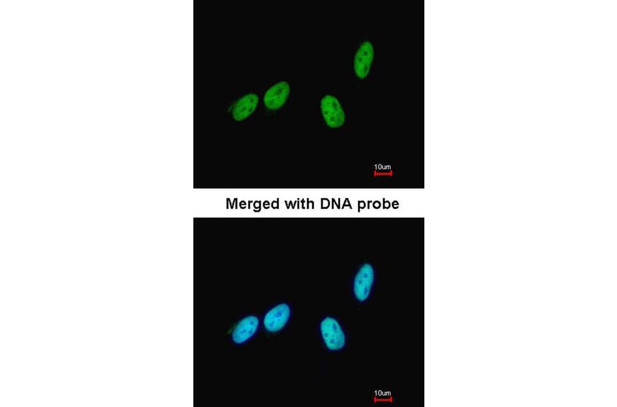 Immunofluorescence - RED antibody from Signalway Antibody (22518) - Antibodies.com