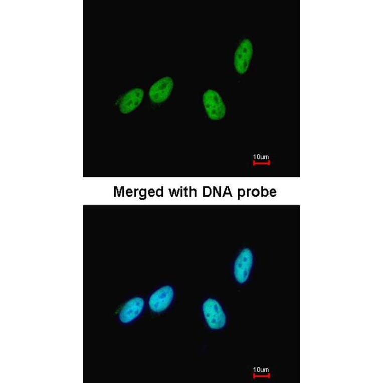 Immunofluorescence - RED antibody from Signalway Antibody (22518) - Antibodies.com