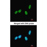 Immunofluorescence - RED antibody from Signalway Antibody (22518) - Antibodies.com