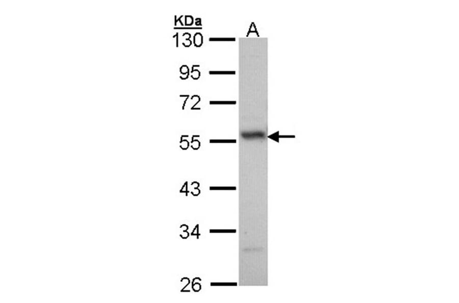 ERG antibody from Signalway Antibody (22577) - Antibodies.com
