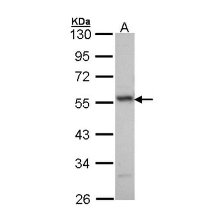ERG antibody from Signalway Antibody (22577) - Antibodies.com