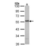 ERG antibody from Signalway Antibody (22577) - Antibodies.com