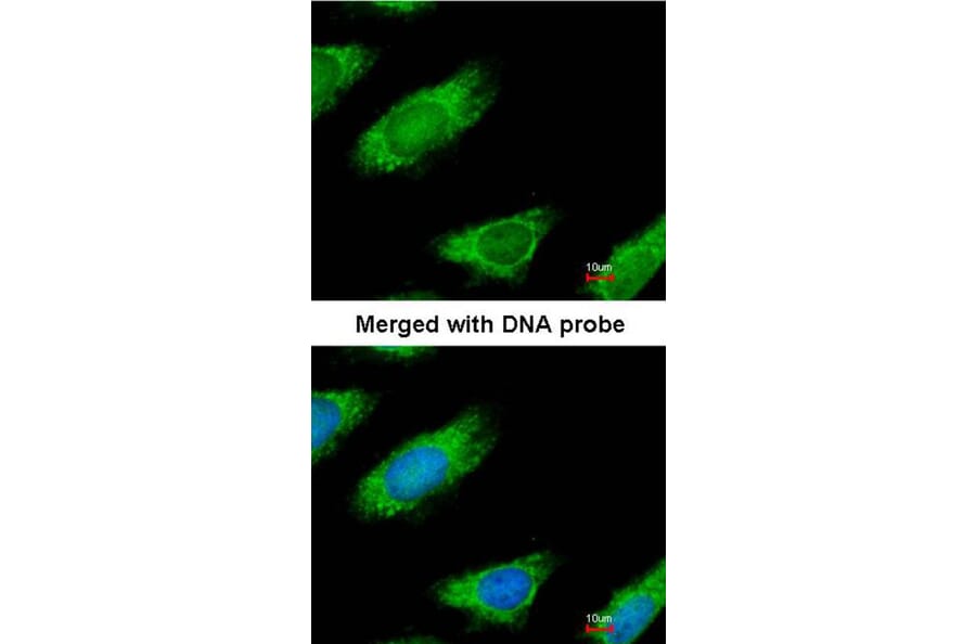 Immunofluorescence - ME1 antibody from Signalway Antibody (22785) - Antibodies.com