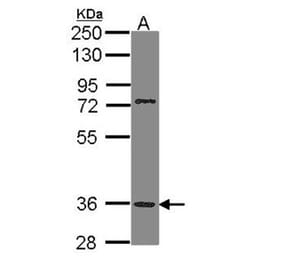 PNR antibody from Signalway Antibody (22816) - Antibodies.com