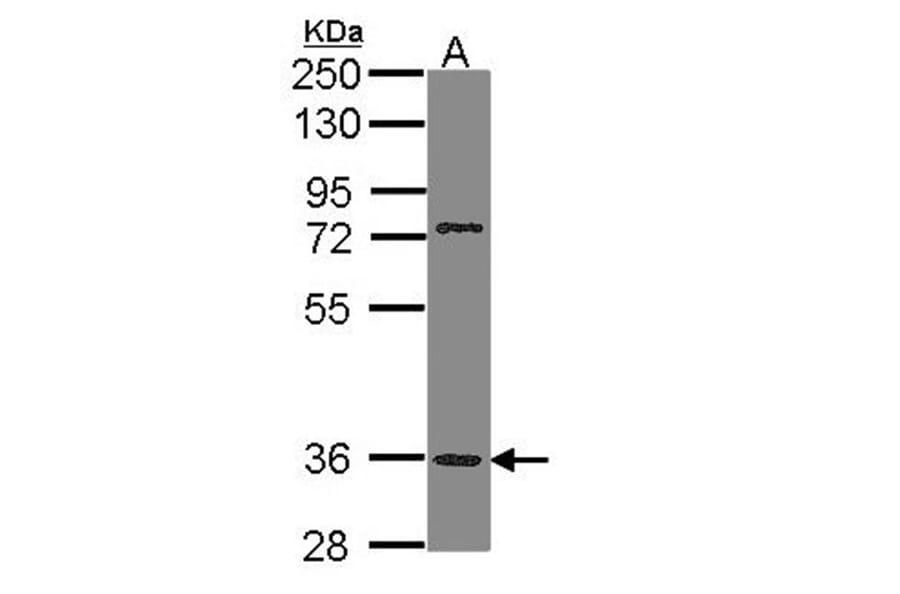 PNR antibody from Signalway Antibody (22816) - Antibodies.com