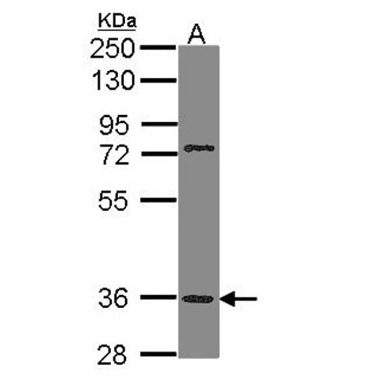 PNR antibody from Signalway Antibody (22816) - Antibodies.com