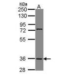 PNR antibody from Signalway Antibody (22816) - Antibodies.com