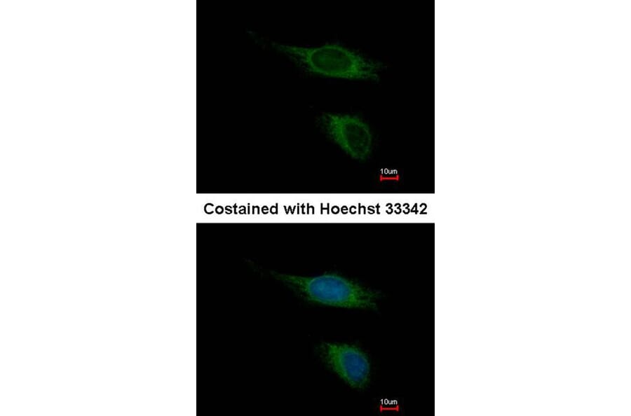 Immunofluorescence - PNR antibody from Signalway Antibody (22816) - Antibodies.com