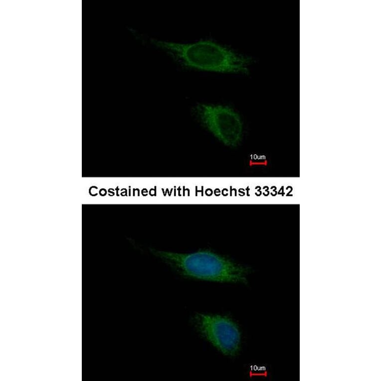 Immunofluorescence - PNR antibody from Signalway Antibody (22816) - Antibodies.com