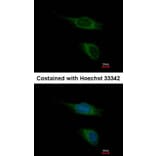 Immunofluorescence - PNR antibody from Signalway Antibody (22816) - Antibodies.com