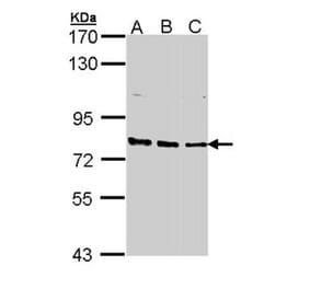 XPB antibody from Signalway Antibody (22871) - Antibodies.com