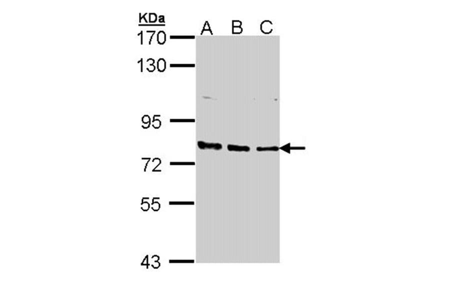 XPB antibody from Signalway Antibody (22871) - Antibodies.com