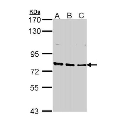 XPB antibody from Signalway Antibody (22871) - Antibodies.com