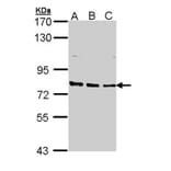 XPB antibody from Signalway Antibody (22871) - Antibodies.com