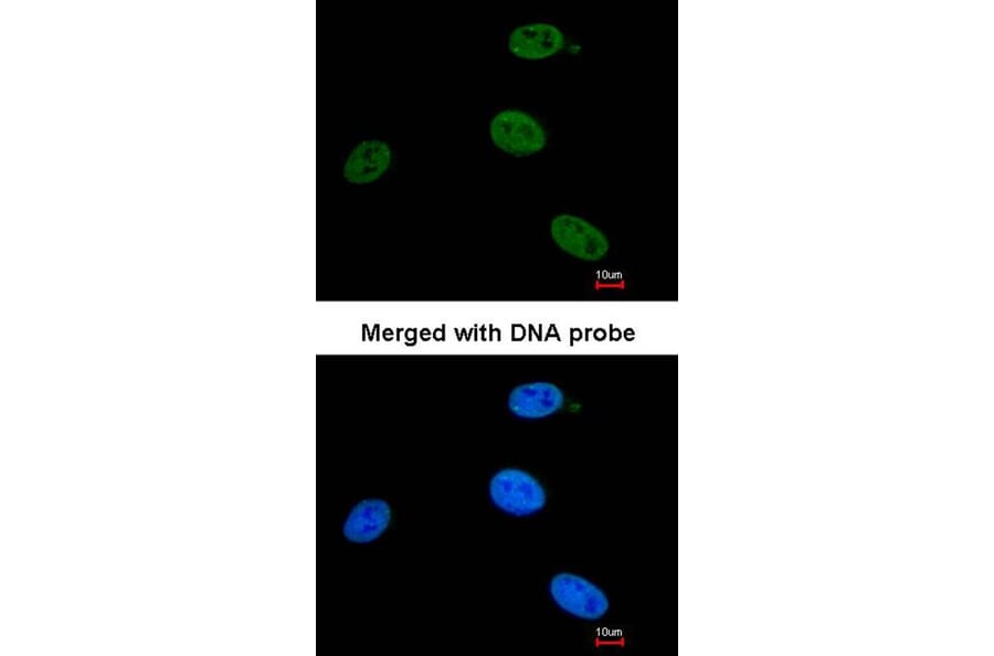 Immunofluorescence - XPB antibody from Signalway Antibody (22871) - Antibodies.com