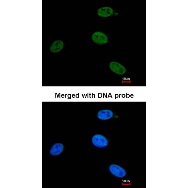 Immunofluorescence - XPB antibody from Signalway Antibody (22871) - Antibodies.com