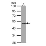 TBG antibody from Signalway Antibody (22946) - Antibodies.com
