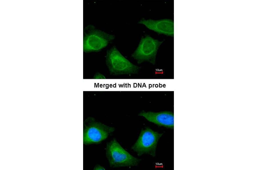 Immunofluorescence - TBG antibody from Signalway Antibody (22946) - Antibodies.com