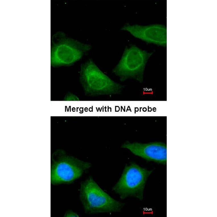 Immunofluorescence - TBG antibody from Signalway Antibody (22946) - Antibodies.com