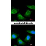 Immunofluorescence - TBG antibody from Signalway Antibody (22946) - Antibodies.com