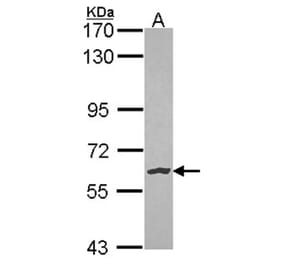 NLK antibody from Signalway Antibody (23128) - Antibodies.com