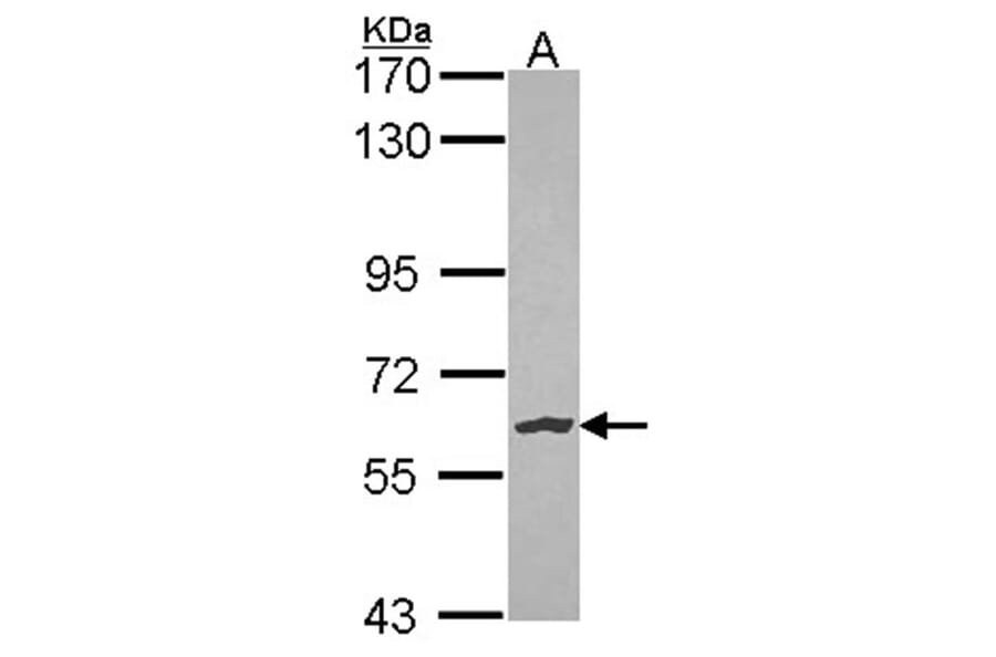 NLK antibody from Signalway Antibody (23128) - Antibodies.com