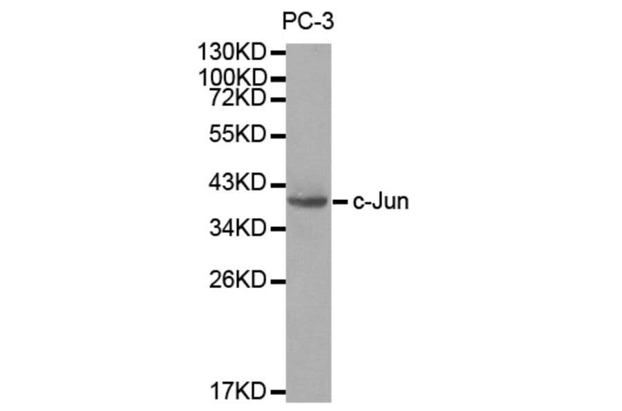 Western blot - JUN Antibody from Signalway Antibody (32039) - Antibodies.com