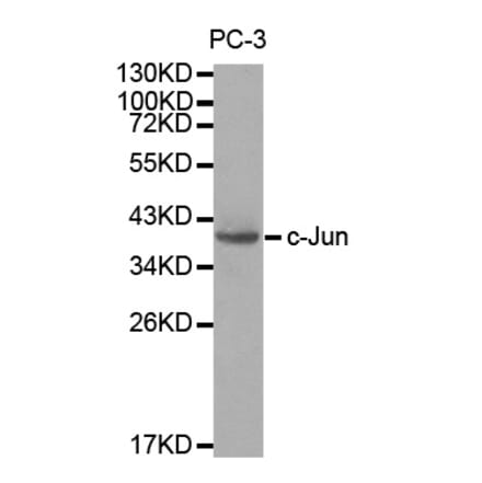 Western blot - JUN Antibody from Signalway Antibody (32039) - Antibodies.com