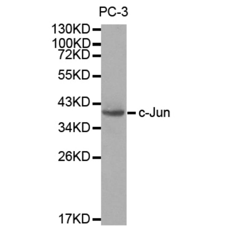 Western blot - JUN Antibody from Signalway Antibody (32039) - Antibodies.com