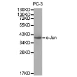 Western blot - JUN Antibody from Signalway Antibody (32039) - Antibodies.com