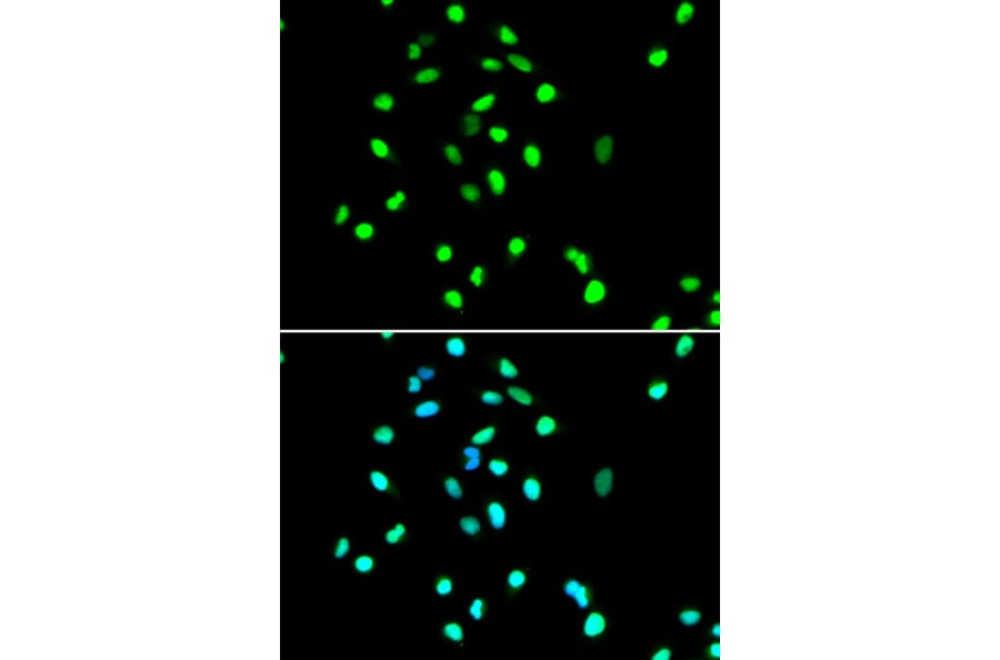 Immunofluorescence - JUN Antibody from Signalway Antibody (32039) - Antibodies.com