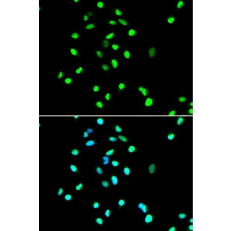Immunofluorescence - JUN Antibody from Signalway Antibody (32039) - Antibodies.com